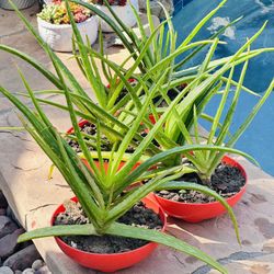 Aloe Vera Plant 