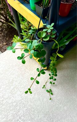Peperomia  Hope  plant