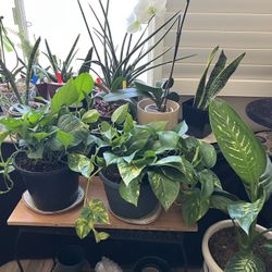 **Read the Description**  Various plants/ cactus / succulents for sale  Location: Near Tropicana and Jones  prices start at $6. prices vary depending 