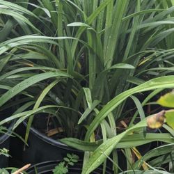 Liriope Plant