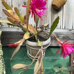 Cactus