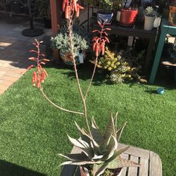 DELTA LIGHTS Aloe Succulent Plant 