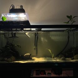 75 Gallon Tank