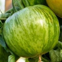 Organic Green Zebra Tomato Plants! 2025 SEASON EARLY RELEASE! Available Now!