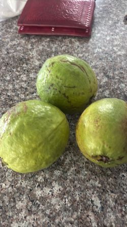 Big guavas