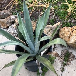 Blue agave