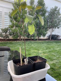 2 avocado plants (~2 ft Tall) - $20 For Both 