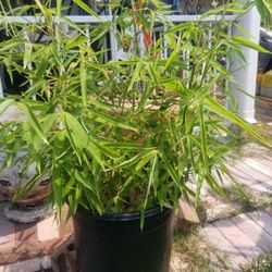 Golden Bamboo 