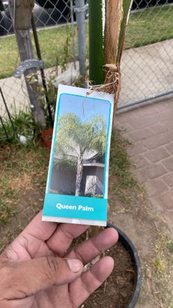 Queen Palm