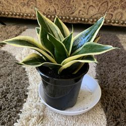 Snake Plant Sansiveria Birdsnest 