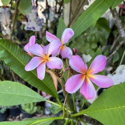 Plomeria Plant