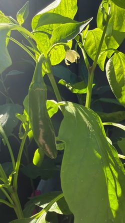 10+ Chili Pepper Seedlings – One Bucket