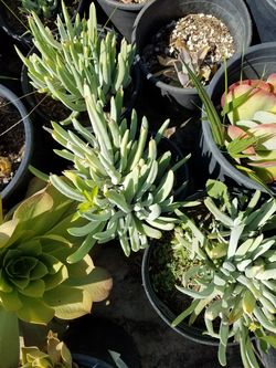 Succulents available