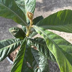 Big Jim Loquat Tree (grew From Seed) 