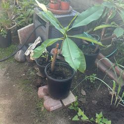 Plumeria Plant, 21 Inches Tall, Very Hardy