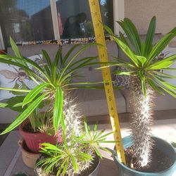 2 Madagascar Palms