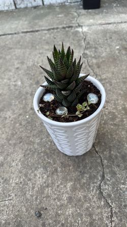 Small succulent