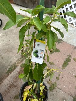 Fruiting Avacado