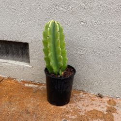 Peruvian Apple Cactus 