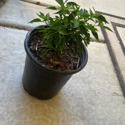 chiltepin pepper One Left