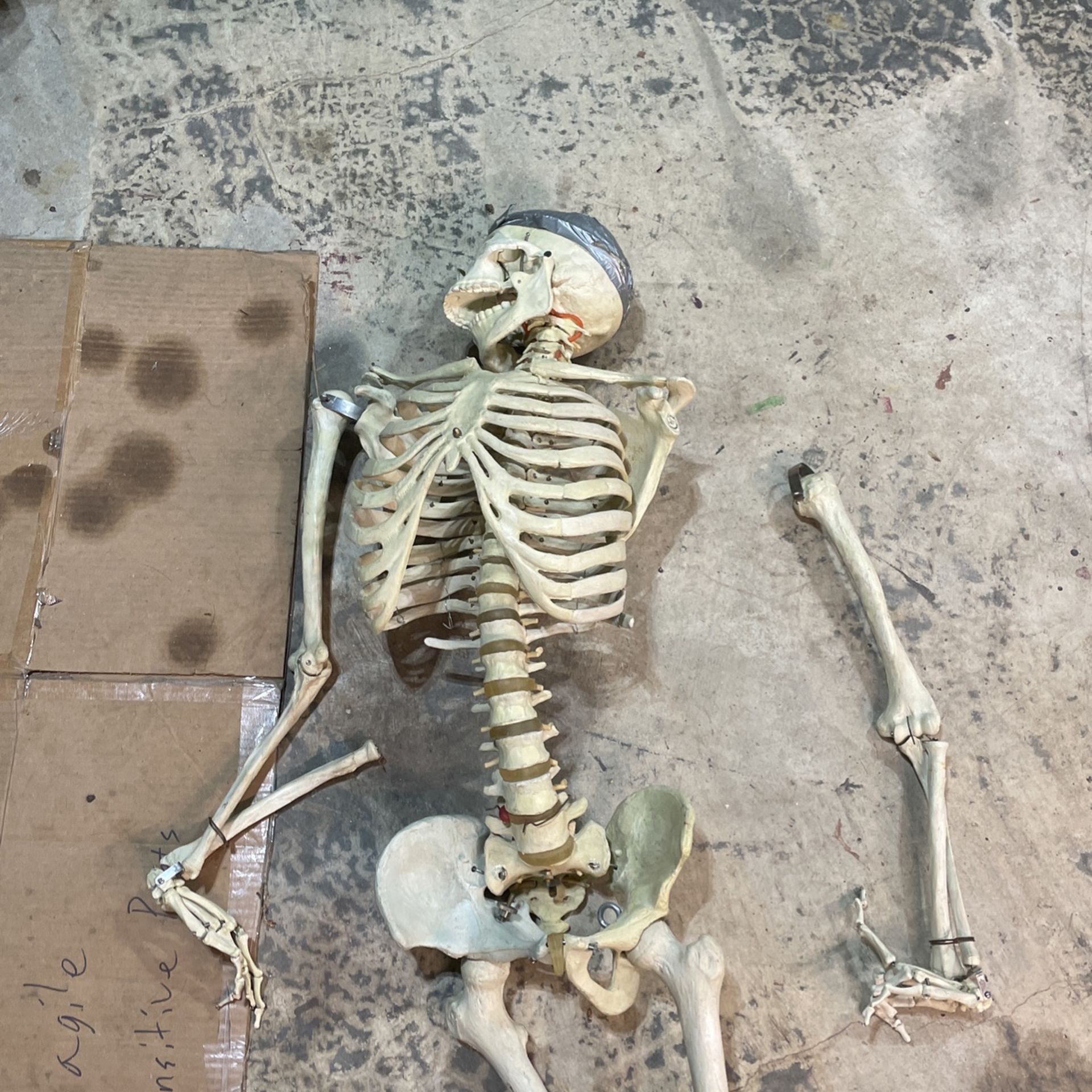 Halloween Skeleton Prop   