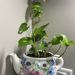 Potted Love Money Plant