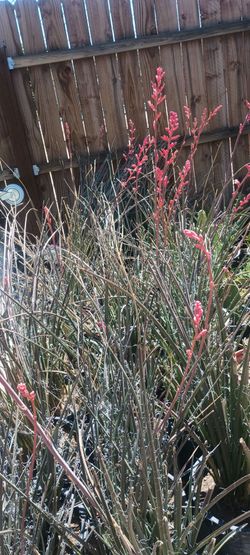 Red yucca plant.