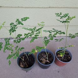 Moringa Tree