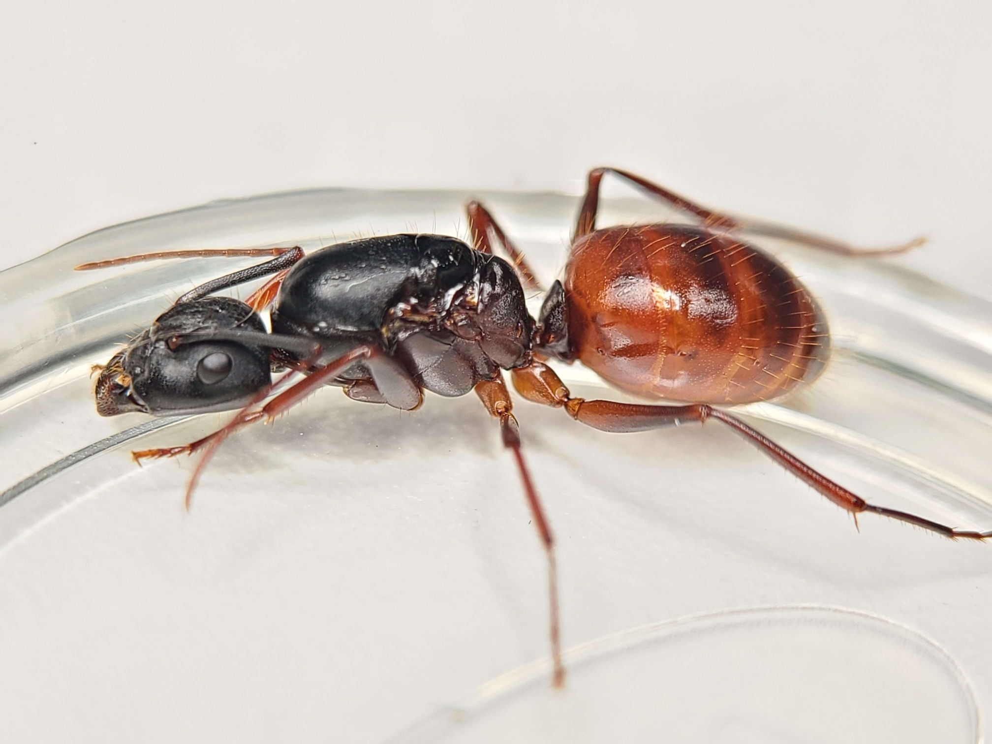 Carpenter Ant Queen : Live Queen Ant