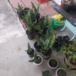 SNAKE PLANT OFERTA!!