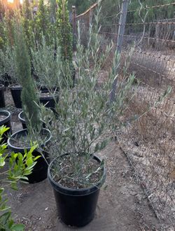 Olive Tree