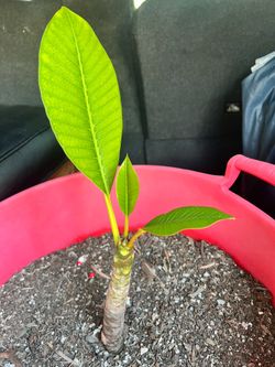 Plumeria Celadine