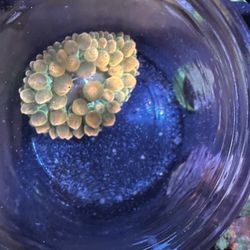 Fake Anemone - RBTA