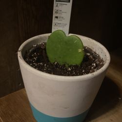Hoya Kerrii Heart Live Plant