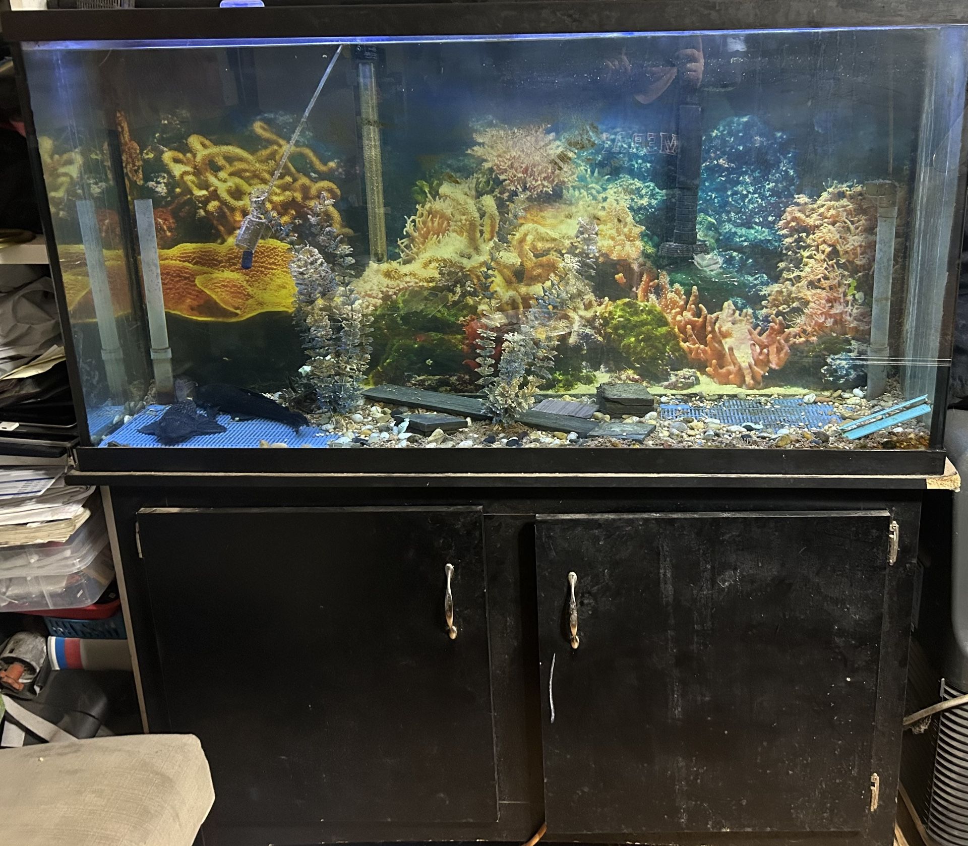 Fish Tank 55 Gallon