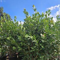 huge clusias over 6 feet tall  Instant  privacy Hedge for fence 