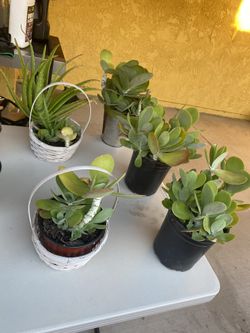 Plants For Sale