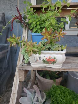 Succulent Mix With Ceramic Planter $30