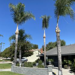 Tree 🌳 Trimming 