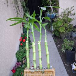 Bamboos Arrangement $20