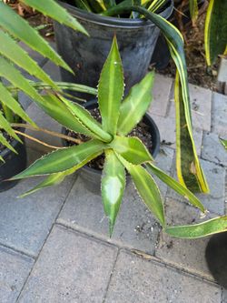 Sunglow agave