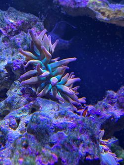 Bubble Tip Anemones. Orange/green 4” Decorations For Your Salt Water Aquarium!