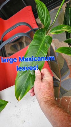 Huge Philodendron Mexicanum and Atabapoense in one pot