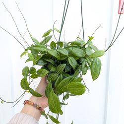 Hoya Fitchii Plant 6" Pot - Indoor House Plants