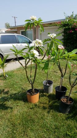 Plumeria