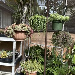 Hanging Basket Succulent plant