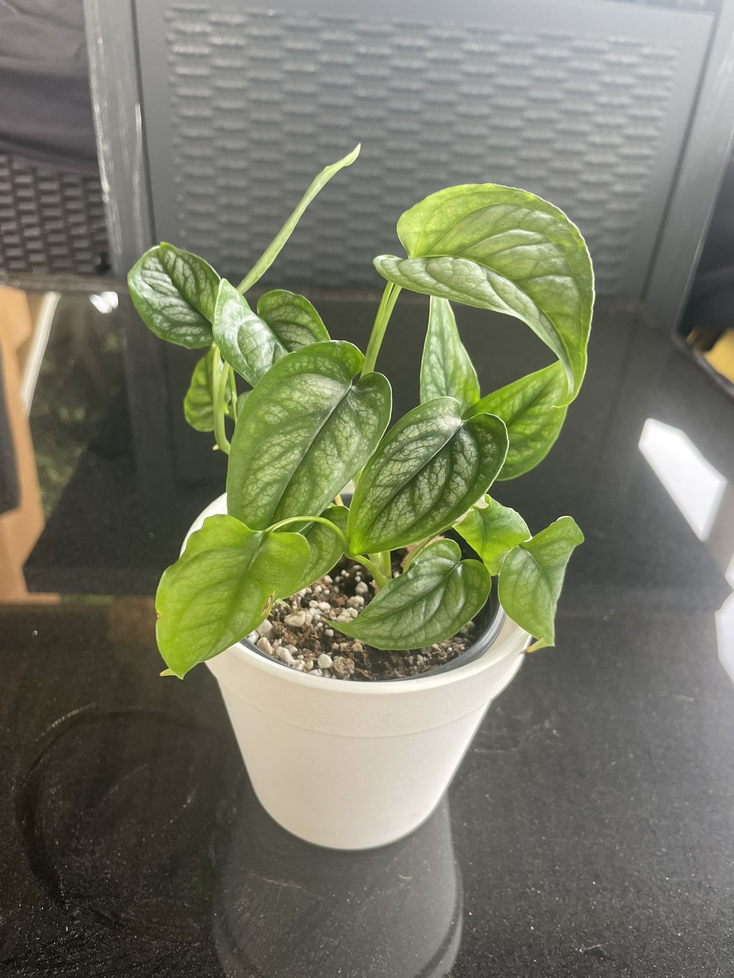 Monstera Siltepecana
