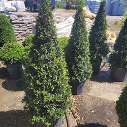 TOPIARIES CONE 7GALLONS 