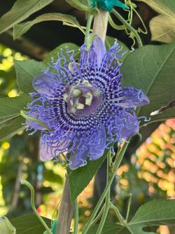 Passion flower plant