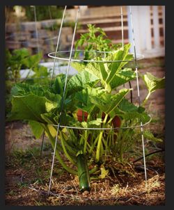 Bunch Garden items